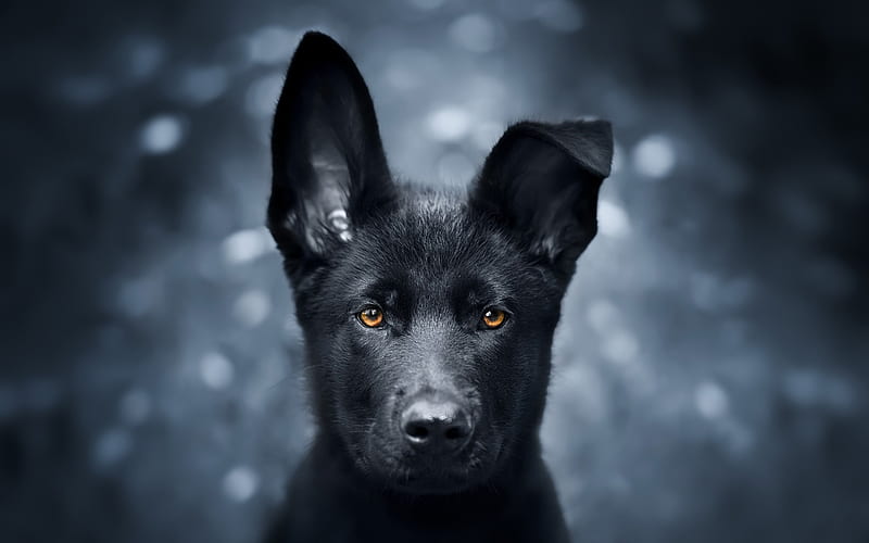 Black German Shepherd, puppy, close-up, cute animals, German Shepherd, black puppy, dogs, black dog, German Shepherd Dog, HD wallpaper