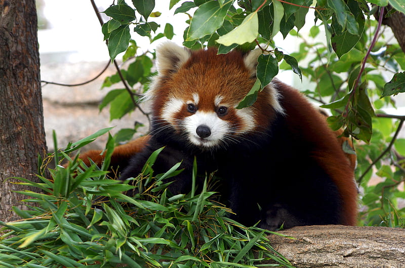 red panda, cute, bamboo, grass, HD wallpaper