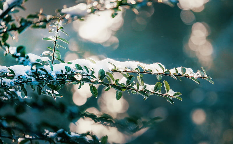 frozen tree, bokeh, frost, leaves, graphy, winter, Nature, HD wallpaper