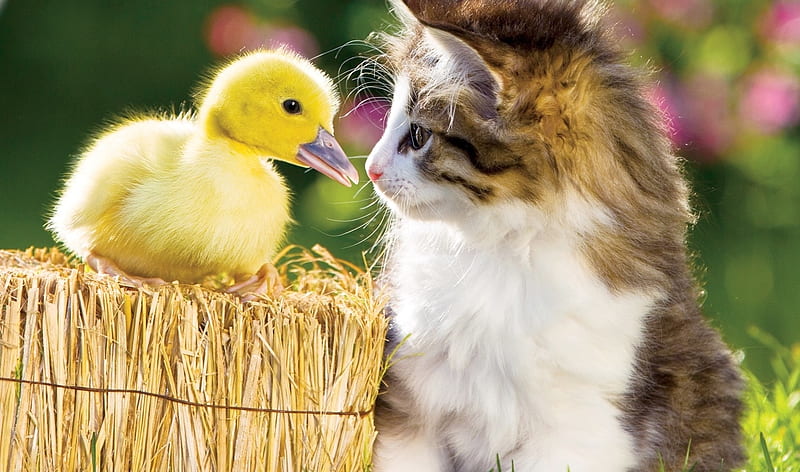 bird, pasari, yellow, kitten, duckling, cat, pisici, animal, pet, cute, HD wallpaper