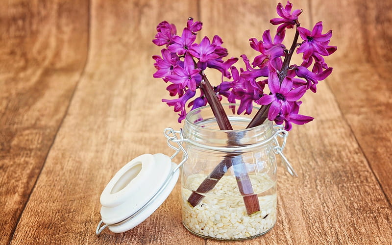 Hyacinth, glass jar, flower, spring, pink, wood, HD wallpaper