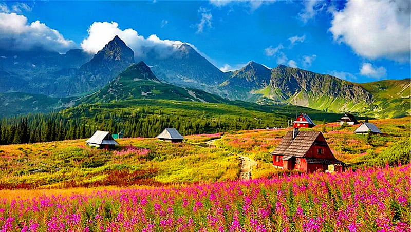 Mountain houses, red, pretty, colorful, cottages, bonito, mountain, nice, calm, foeld, green, wildflowers, village, peaks, flowers, cabins, lovely, mountainscape, houses, delight, serenity, slope, peaceful, summer, nature, villas, meadow, HD wallpaper
