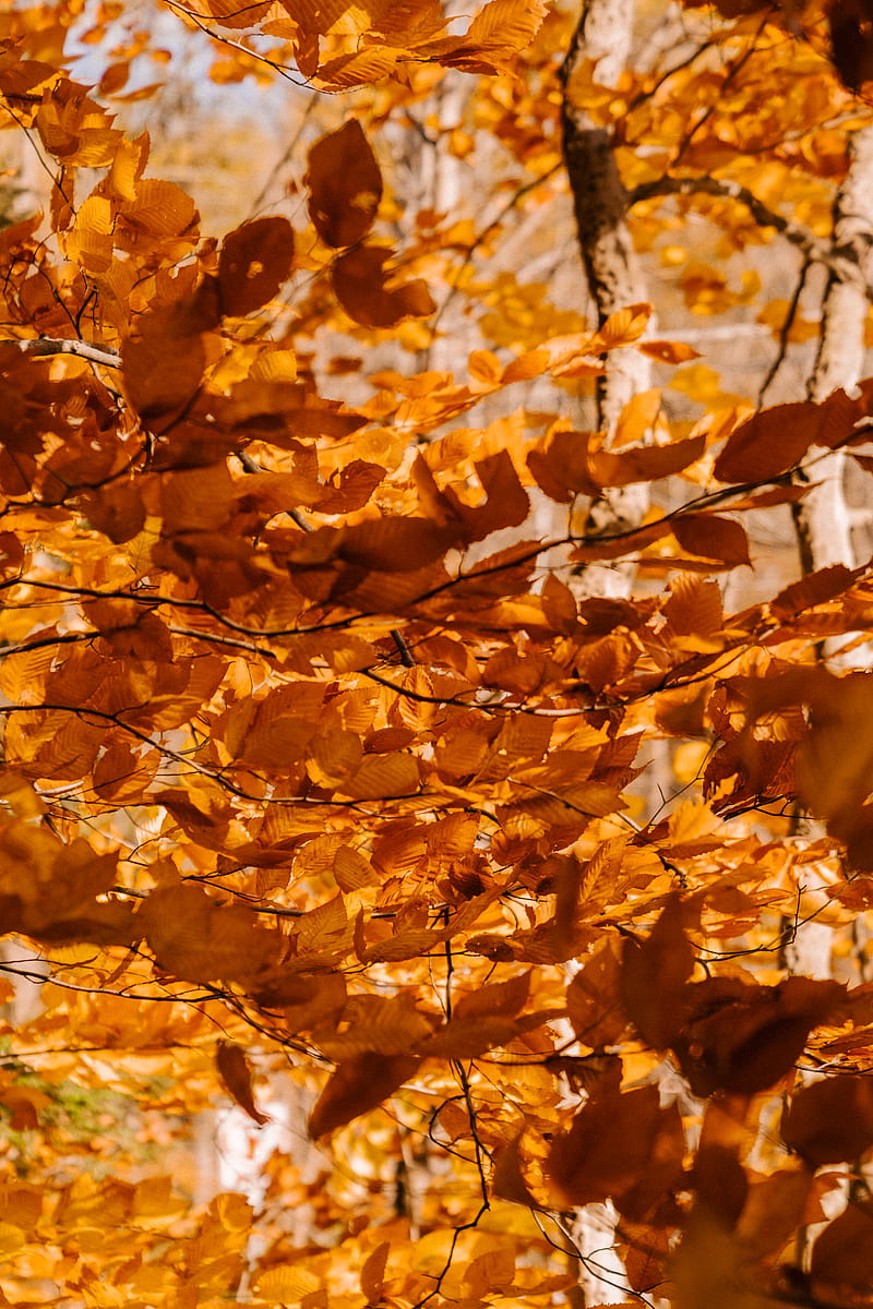 Golden leaves on branches of deciduous trees with thin trunks in autumn woods, HD phone wallpaper