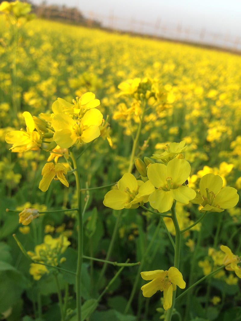 mustard field, amazing, bonito, flower, nice, portrait, HD phone wallpaper