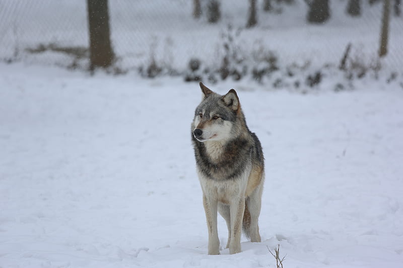 wolf, predator, gray, snow, fence, HD wallpaper