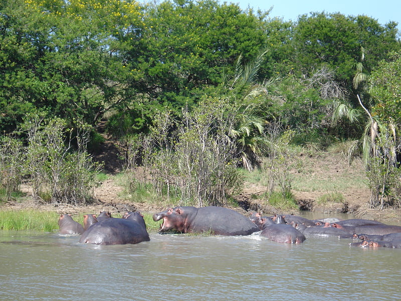 Hippopotamus pod, ecology, hippopotamus, hippo, ecosystem, habitat, HD wallpaper