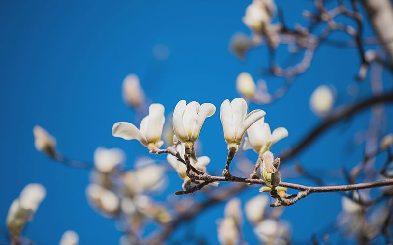 Magnolia, white, spring, tree, HD wallpaper