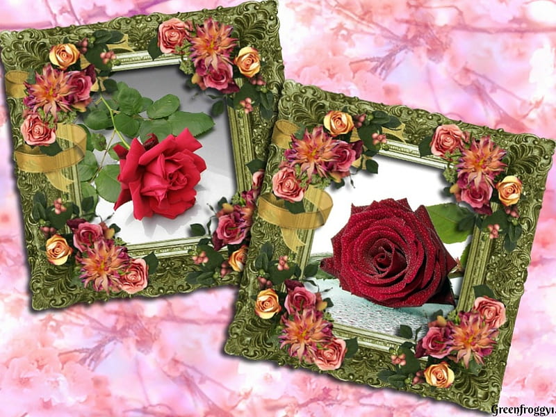 FRAMED ROSES, CREATION, ROSES, FRAMED, HD wallpaper