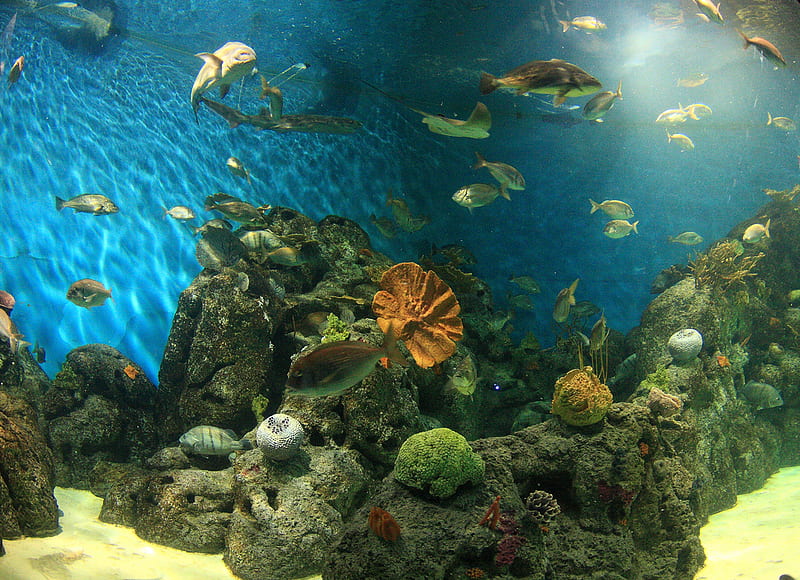 Swimming Fish, tank, water, fish, aquarium, HD wallpaper