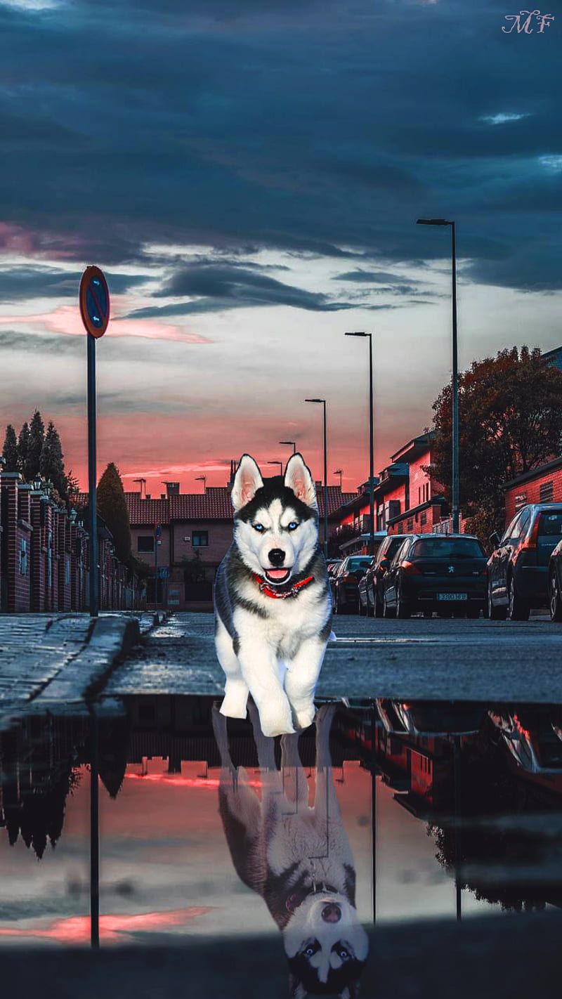 Reflejo Husky, animals, landscape, HD phone wallpaper