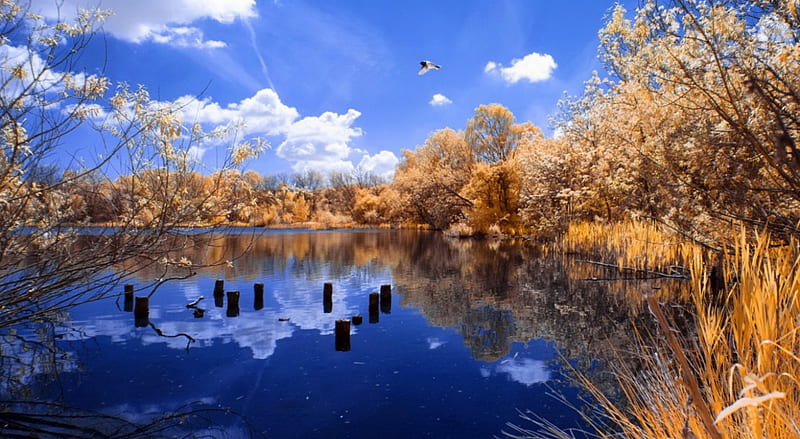 Joe's Pond Super Colour, autumn, shore, bonito, clouds, color, reflection, frost, blue, super, lovely, sky, winter, lake, pond, water, snow, branches, frozen, landscape, HD wallpaper