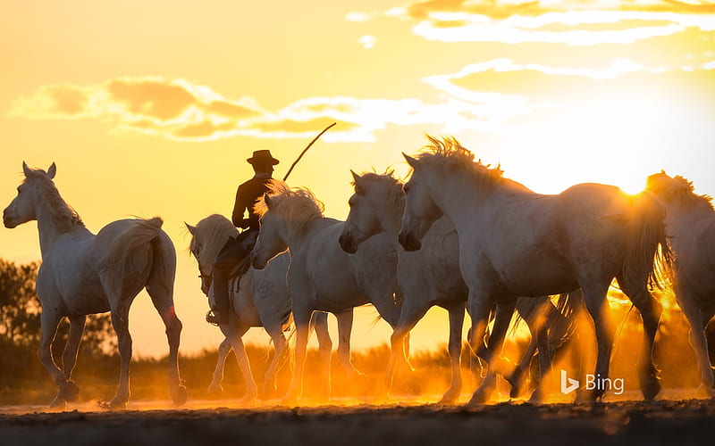Cowboy Wild horses Camargue France 2019 Bing, HD wallpaper