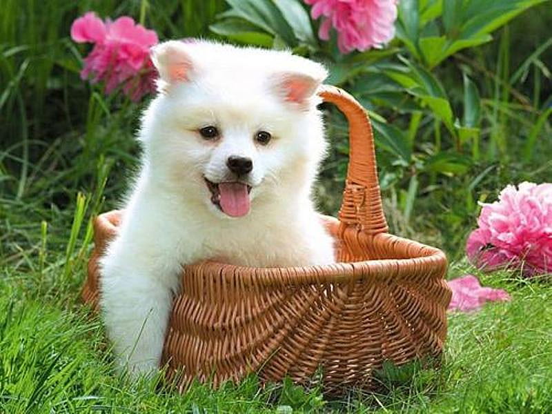 Sweet Puppy, furry, cute, pet, white, puppy, dog, animal, HD wallpaper |  Peakpx