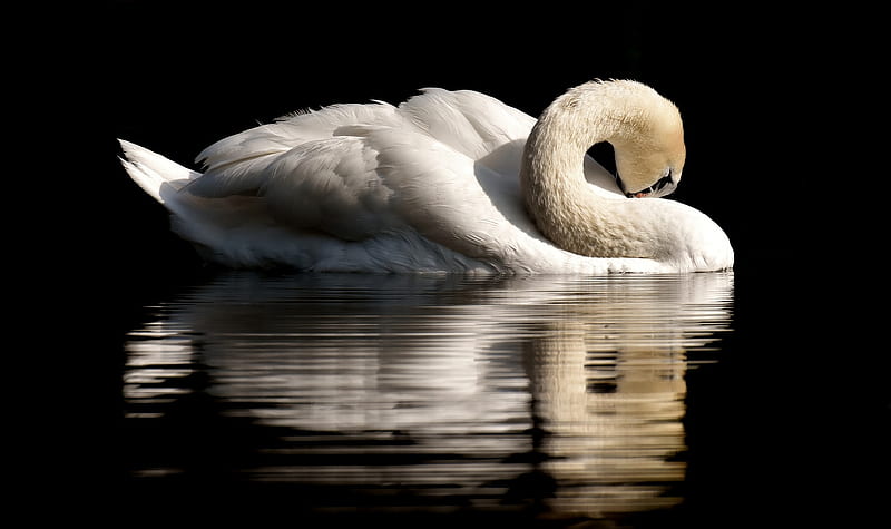 White Swan and its Reflection on the Water, water, bird, Animal, reflection, white, swan, lake, HD wallpaper