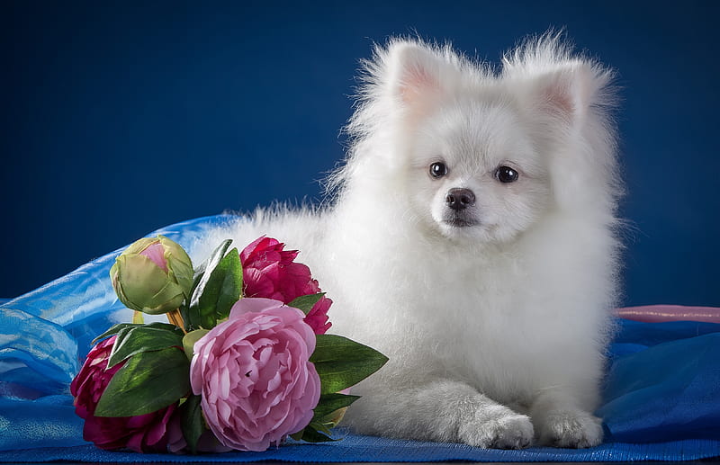 Puppy, rose, caine, cute, flower, spitz, white, pink, dog, blue, HD wallpaper