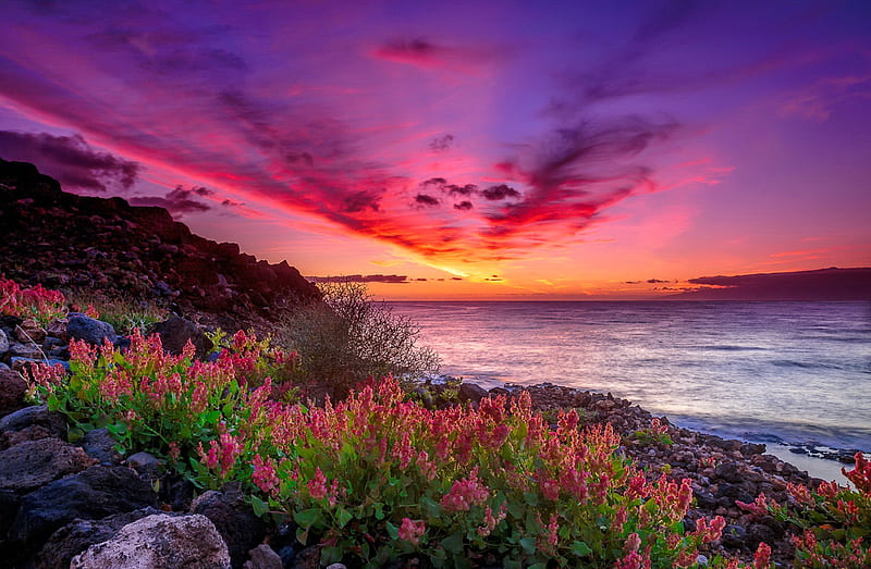 Amazing sea sunset, colorful, amazing, fiery, wildflowers, bonito ...