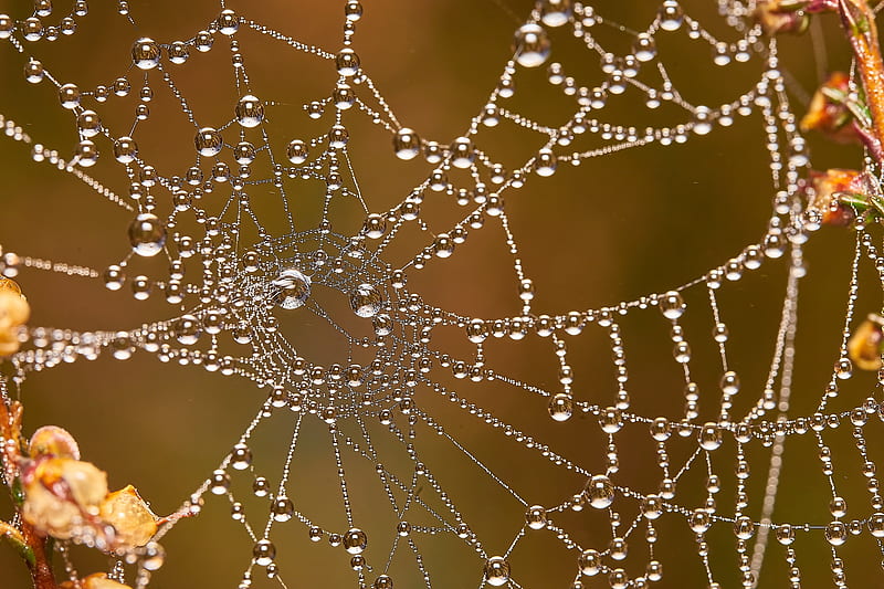 graphy, Spider Web, Macro, Water Drop, HD wallpaper
