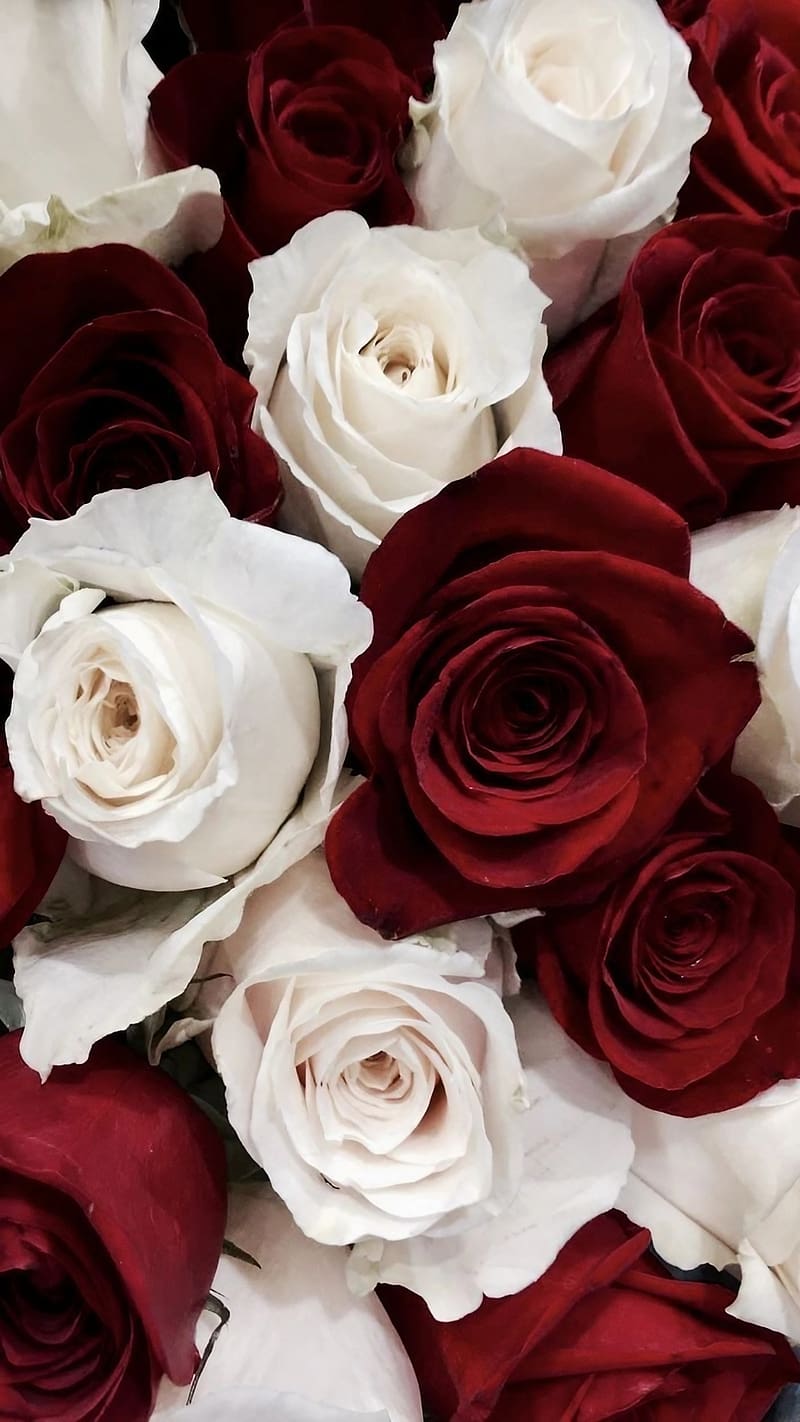 Gulab Ke Phool Wale, White And Red Rose, flower, HD phone wallpaper