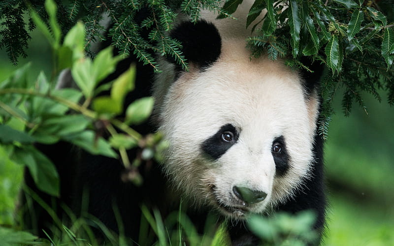 panda, bear, wild nature, China, big panda, save Earth, cute animals, HD wallpaper