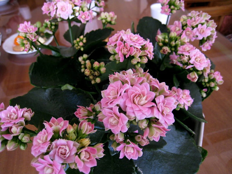 Kalanchoe blossfeldiana, flower, table, pot, pink, HD wallpaper