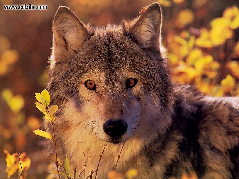 BEAUTIFUL WOLF NAMED SHAWNSWHITEKNIGHT, handsome, proud, majestic, HD ...