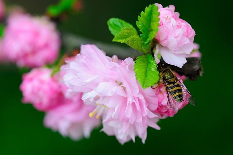 Hoverfly, flowers, pink, insects, peonies, HD wallpaper