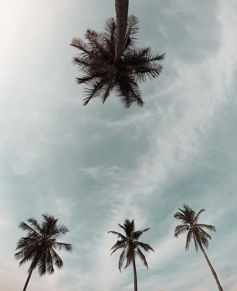 palm trees, treetops, sky, crowns, trees, HD phone wallpaper