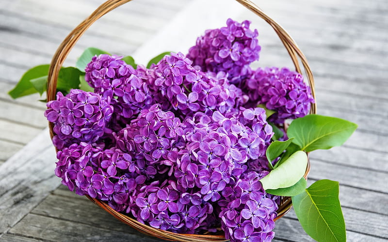 Lilac, spring flowers, bouquet of lilacs, spring, HD wallpaper