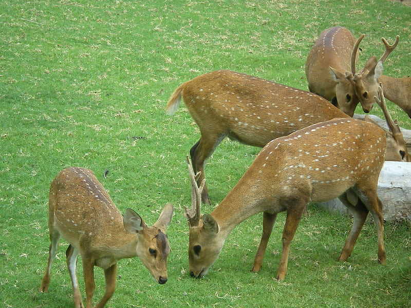 Spotted dear, animals, deer, HD wallpaper