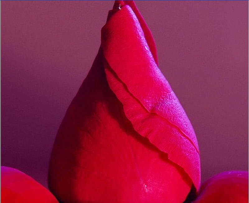 rose bud, red, pretty, bloom, rose, begin, spring, bud, HD wallpaper