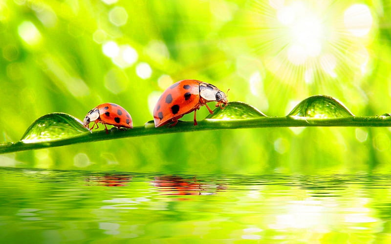 Ladybugs, waterdrop, pretty, wonderful, stunning, marvellous, grass, grass stalk, bonito, adorable, animal, nice, outstanding, animals, super, amazing, fantastic, lake, bug, culm, water, ladybug, skyphoenixx1, insect, awesome, garden, sunshine, nature, great, HD wallpaper