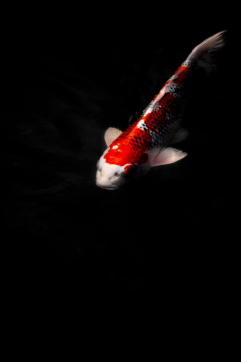 Koi Background Images, HD Pictures and Wallpaper For Free Download | Pngtree