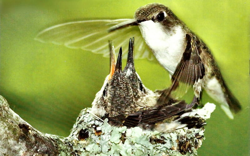 Female Ruby-throated Hummingbird, hummingbird, animal, rubythroated, graphy, bird, avian, wide screen, wildlife, HD wallpaper