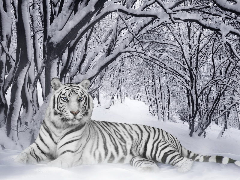 White-Bengal-Tigers--Animals--298072341.jpg, Schnee, White, Deutschland, Tigers, HD wallpaper