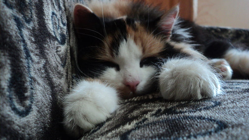 Cute Cat Is Lying On Sofa Cat, HD wallpaper