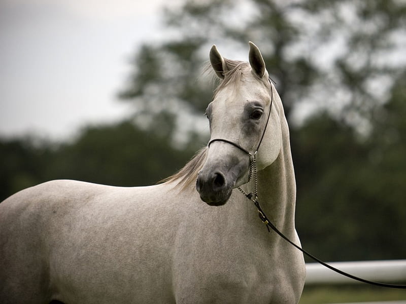 Arabian horse, cavalo, horse, animal, HD wallpaper