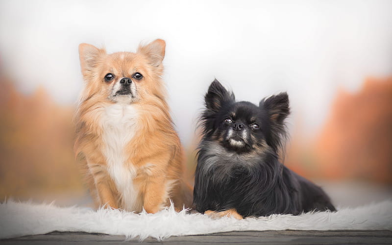 Chihuahua, cute dogs, pets, black Chihuahua, small dogs, HD wallpaper