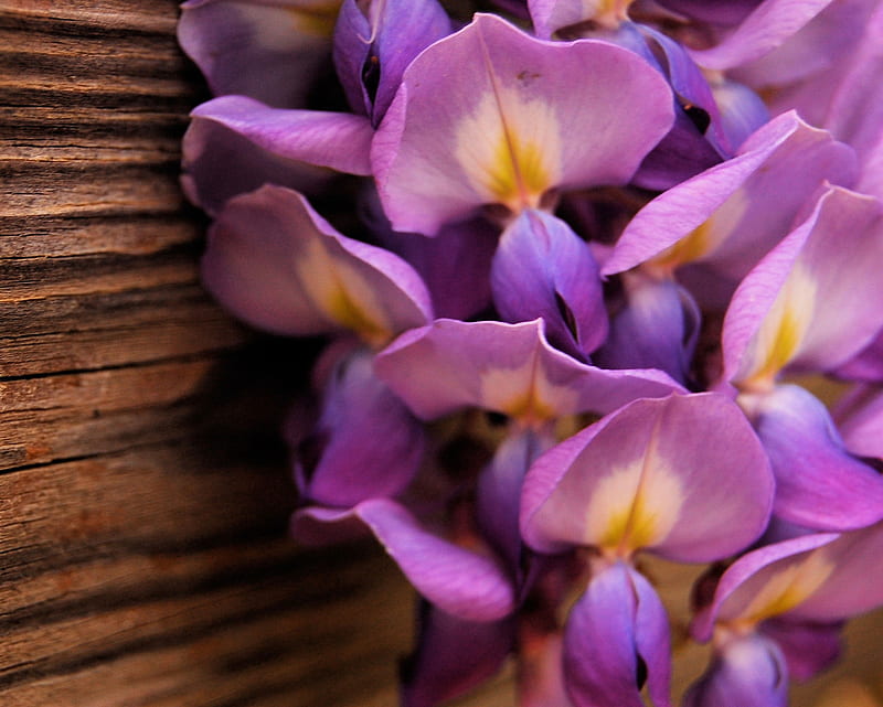 Purple Flowers, flower, snapdragon, wood, HD wallpaper