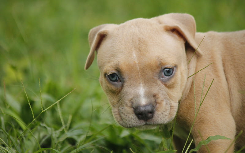 American Pit Bull Terrier, puppy, close-up, pets, dogs, Pit Bull Terrier, HD wallpaper