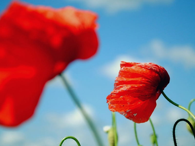 a summer day, red, poppies, summer, flowers, standing, day, sunny, HD wallpaper