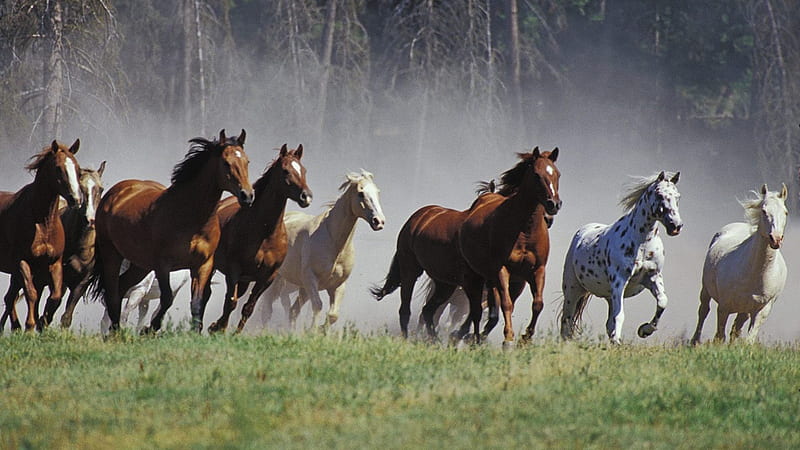 Running , brown horses, spotted horss, ponies, nature, white horses, animals, wild horses, black horses, HD wallpaper