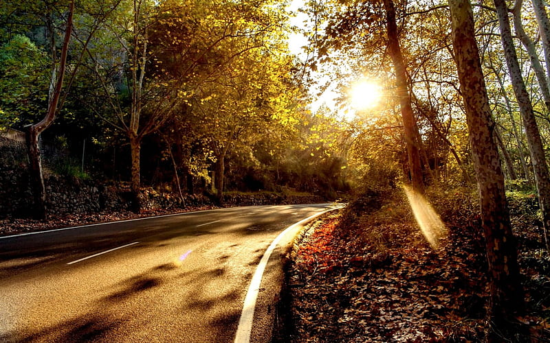 FOREST ROAD, forest, autumn, sunlight, shine, road, HD wallpaper | Peakpx