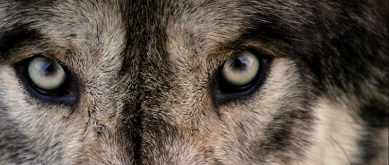 look into my eyes to see my soul, arctic, black, abstract, animal, canis lupus, quotes, gris, wolf, white, howling wolf, HD wallpaper