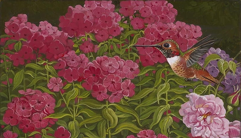 Phlox and hummingbird, yana movchan, phlox, bird, pasari, flower, hummingbird, colibri, pink, art, HD wallpaper