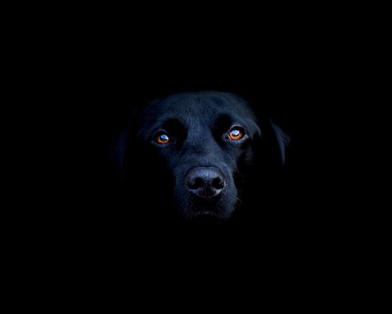 Black Labrador, black, friend, dogs, dog, HD wallpaper