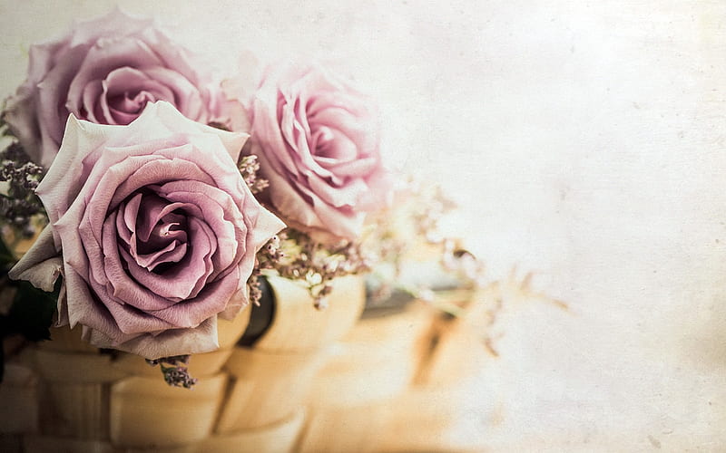 pink roses, retro floral background, rosebuds, beautiful purple flowers, roses, HD wallpaper