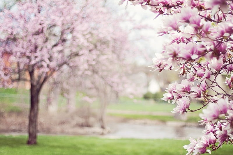 Magnolia Trees, magnolia, blossoms, nature, spring, park, trees, pink, HD wallpaper