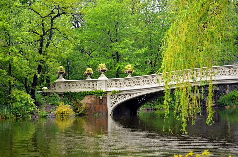 Bow bridge, bonito, bow, nice, calm, willow, central park, bridge, river, reflection, forest, quiet, lovely, view, greenery, spring, park, trees, serenity, summer, nature, branches, HD wallpaper
