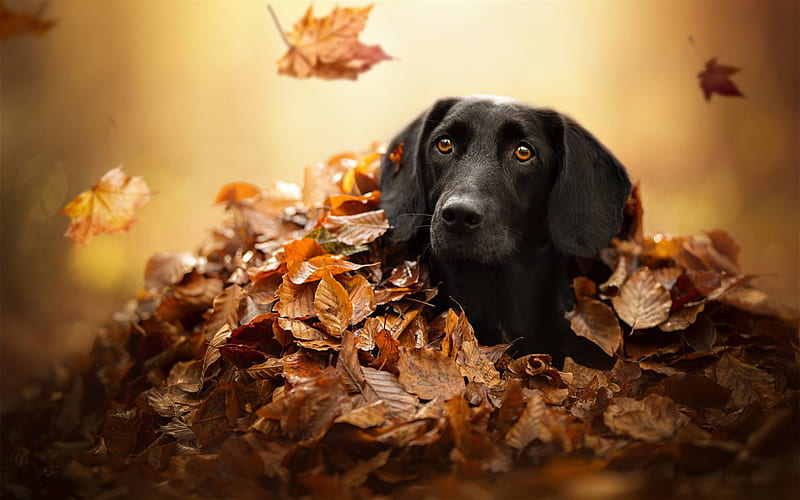 black labrador, autumn, retriever, pets, bokeh, cute animals, black retriever, labradors, HD wallpaper