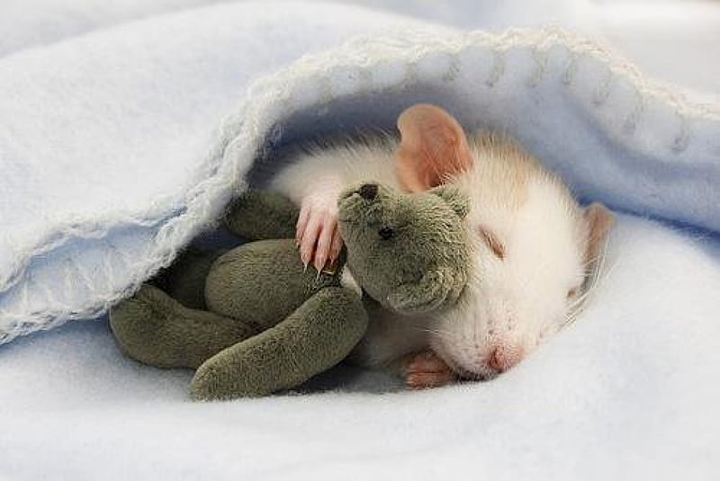 Sweet tenderness ~~, little, sleep, resting, blanket, small, sweetheart, sweet, soft blue, tenderness, animals, toy, cuddly, rodents, mouse, peaceful, beige, white, teddy bear, HD wallpaper